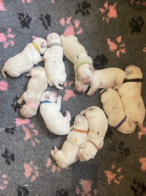 Dnes slaví náš vrh D (Dafy x Heath) 2. narozeniny