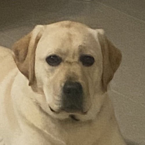 Blueberry Bliss Carnovia Lab´s